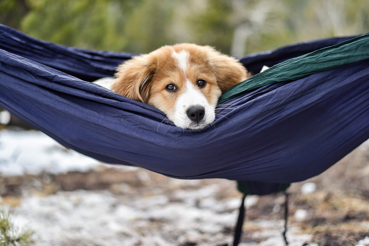 Rachael-Zimmerman-Photography-Denver-Colorado-Maui-Hawaii-LGBTQ-Adventure-Photographer-Animals-15