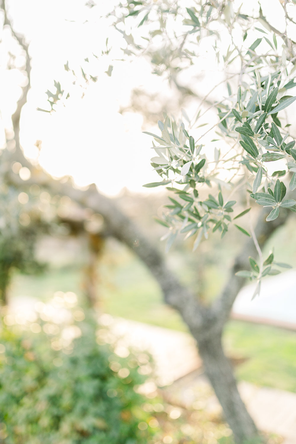 Olive Tree in Tuscany