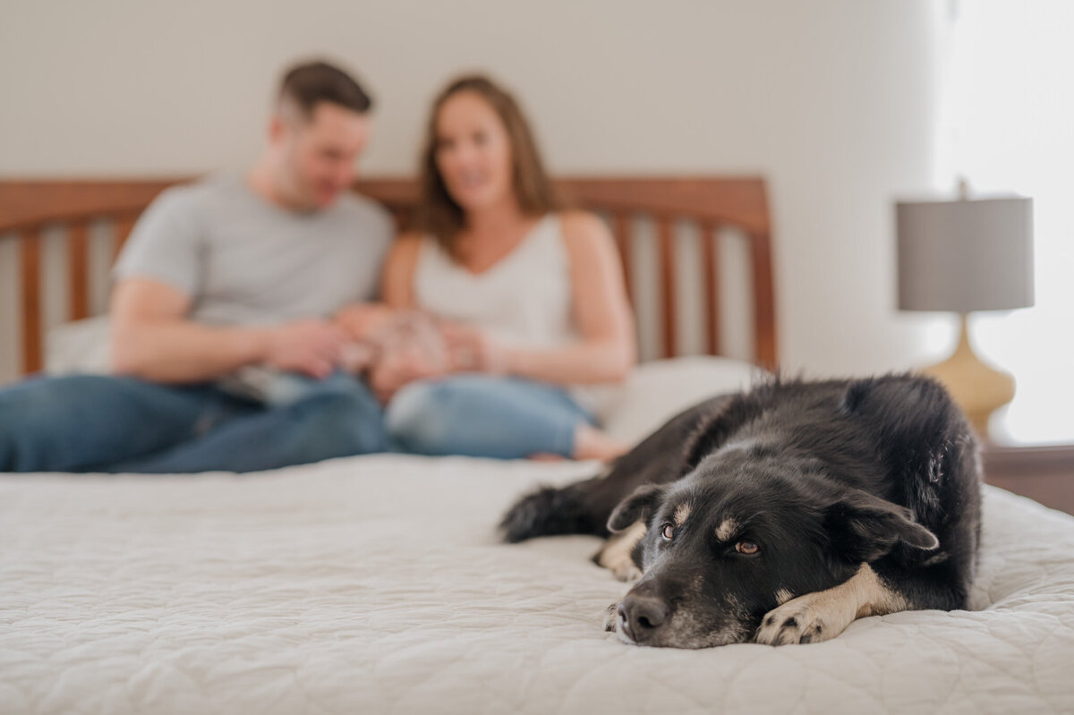 Family dog is in focus with family out of focus in the background. Image by San Antonio newborn photographer Cassey Golden.
