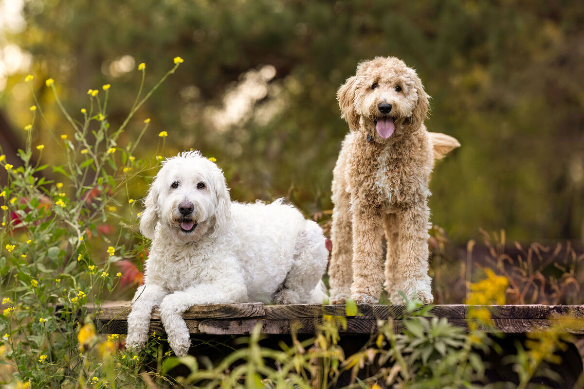 2-dogs-on-a-wooden-stand-2000px
