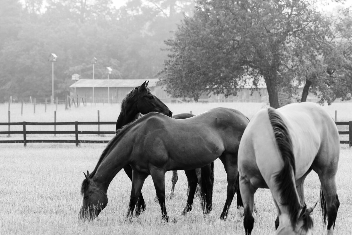Equine Photographer in Richmond, Virginia