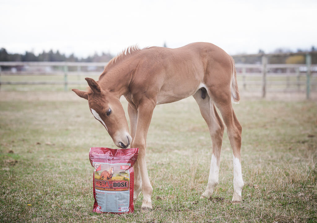 20240414_kya-photography-equestrian-photographer_0002