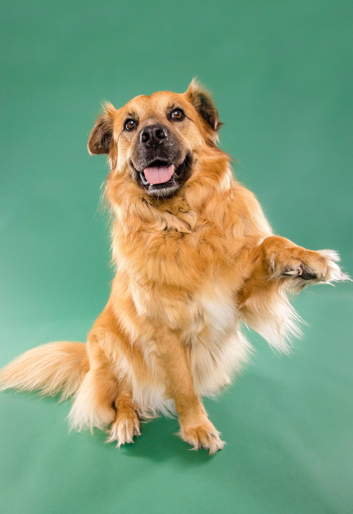 Birmingham, Alabama Dog & Pet Photographer - The Beloved Pup Photo Studio 5