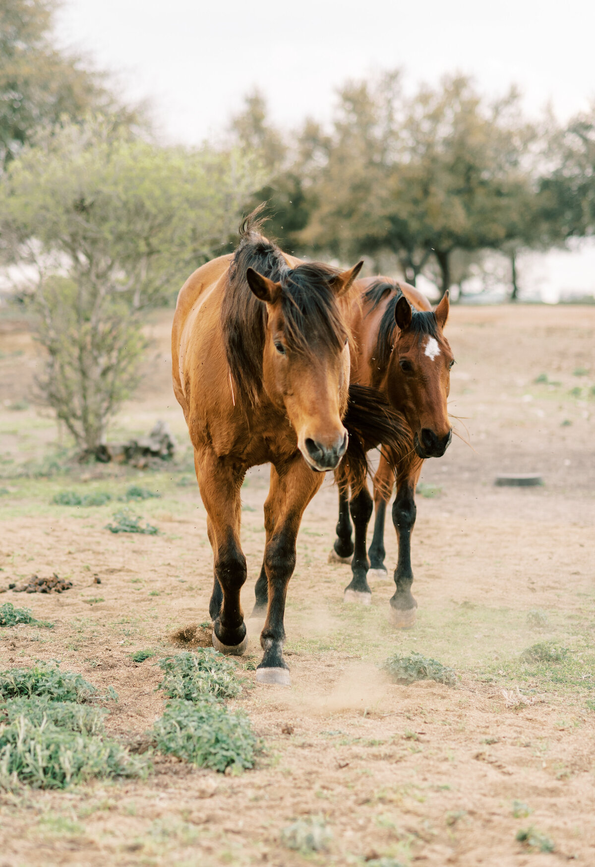 luck ranch-luck-ranch-spicewood-texas-willie-nelson-wedding-tonya-volk-photography-153