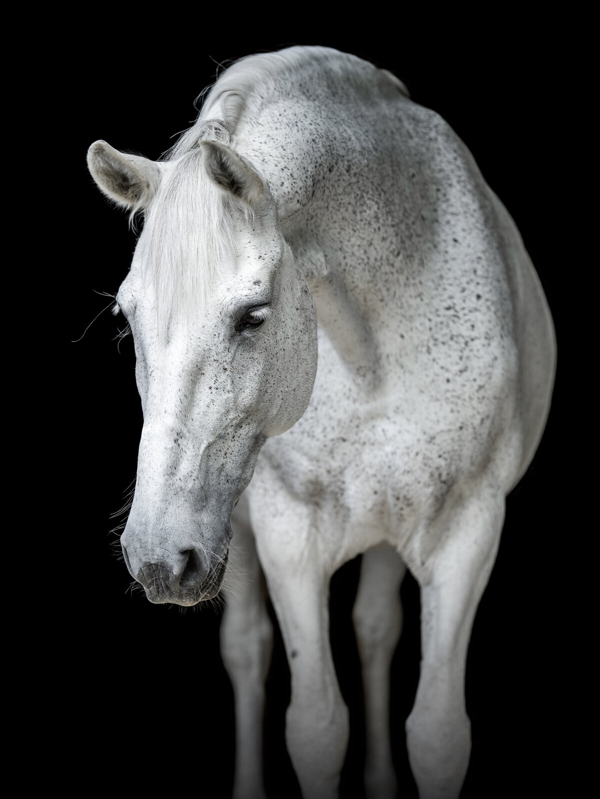 Horse photographer near College Grove Tennessee takes photos of fine art horses.