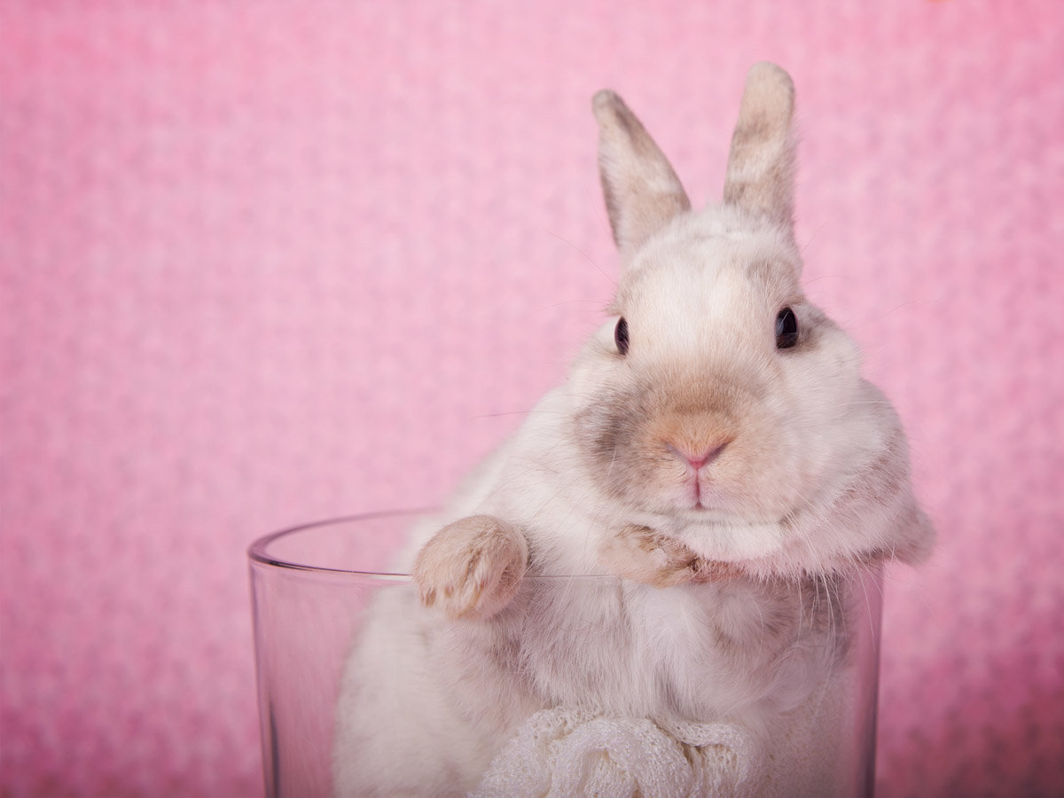 photo of a white rabbit sitting in a cup with pink background