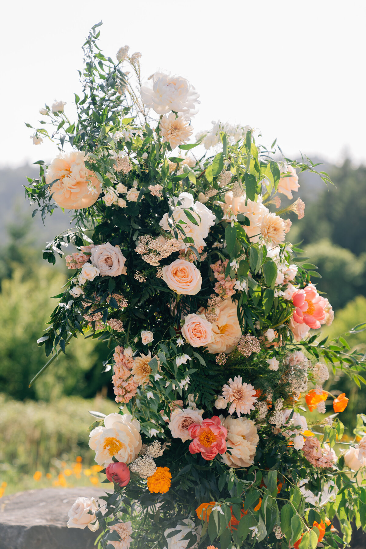 Dahlias
