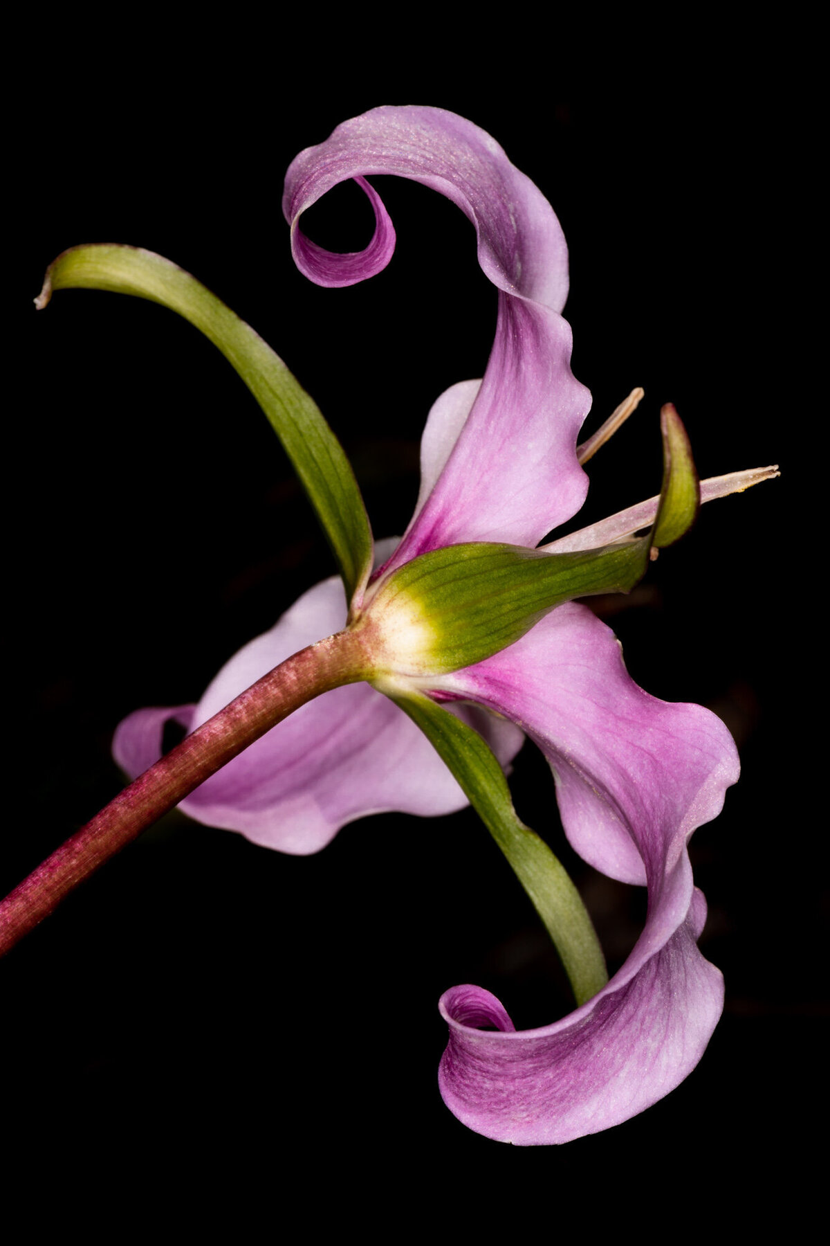 Montana wildflower pink trillium against black background