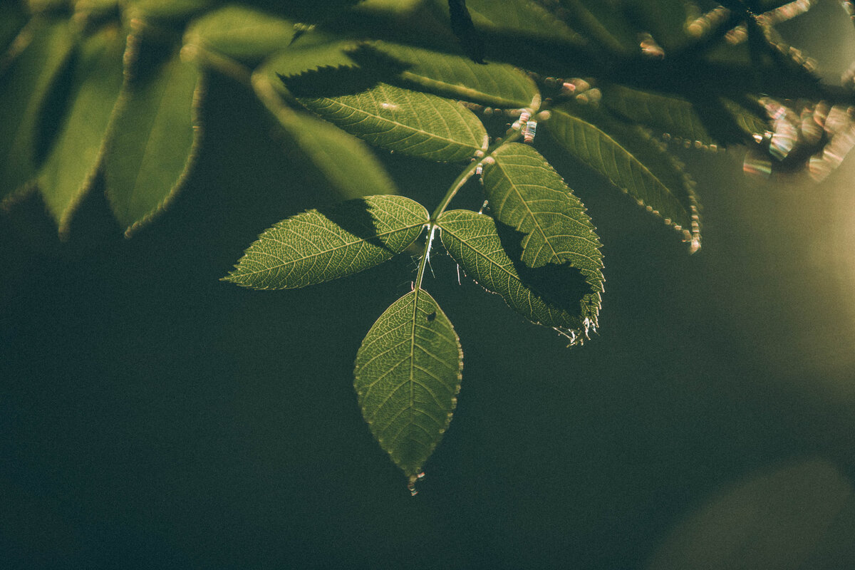 483624530-spring-foliage-2-1876