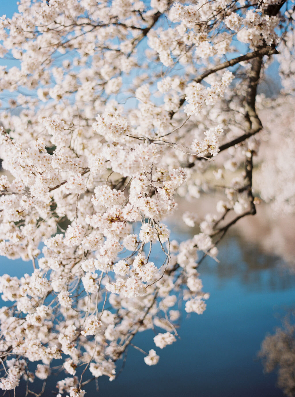 CherryBlossoms-61