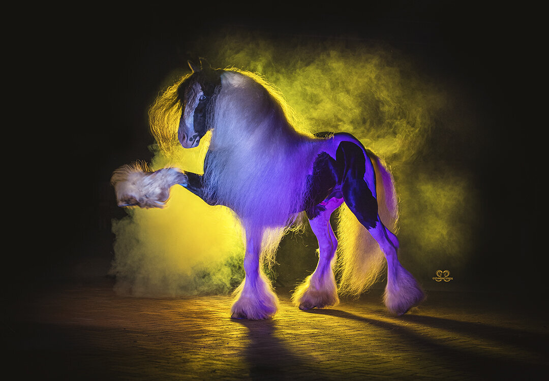 gypsy vanner stallion ©StunningSteedsPhoto-LRtu