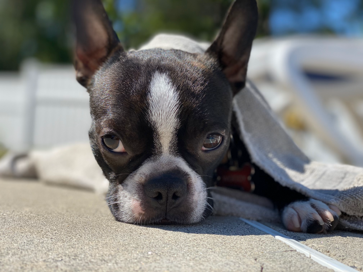 Tuxedo Pups Tuxedo Boston