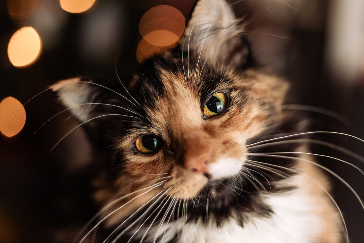 kitten-face-closeup