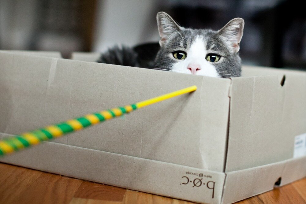 mischievous  cat in box