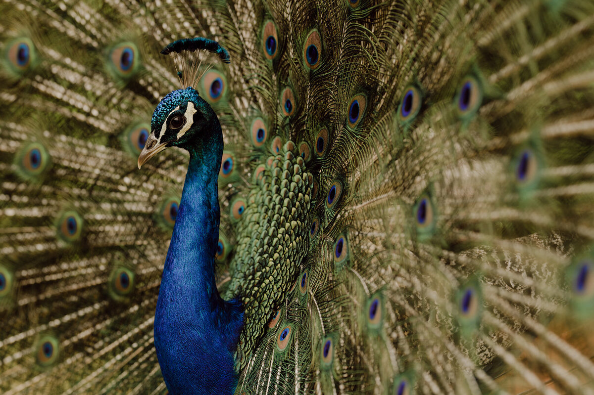 Peacock close up