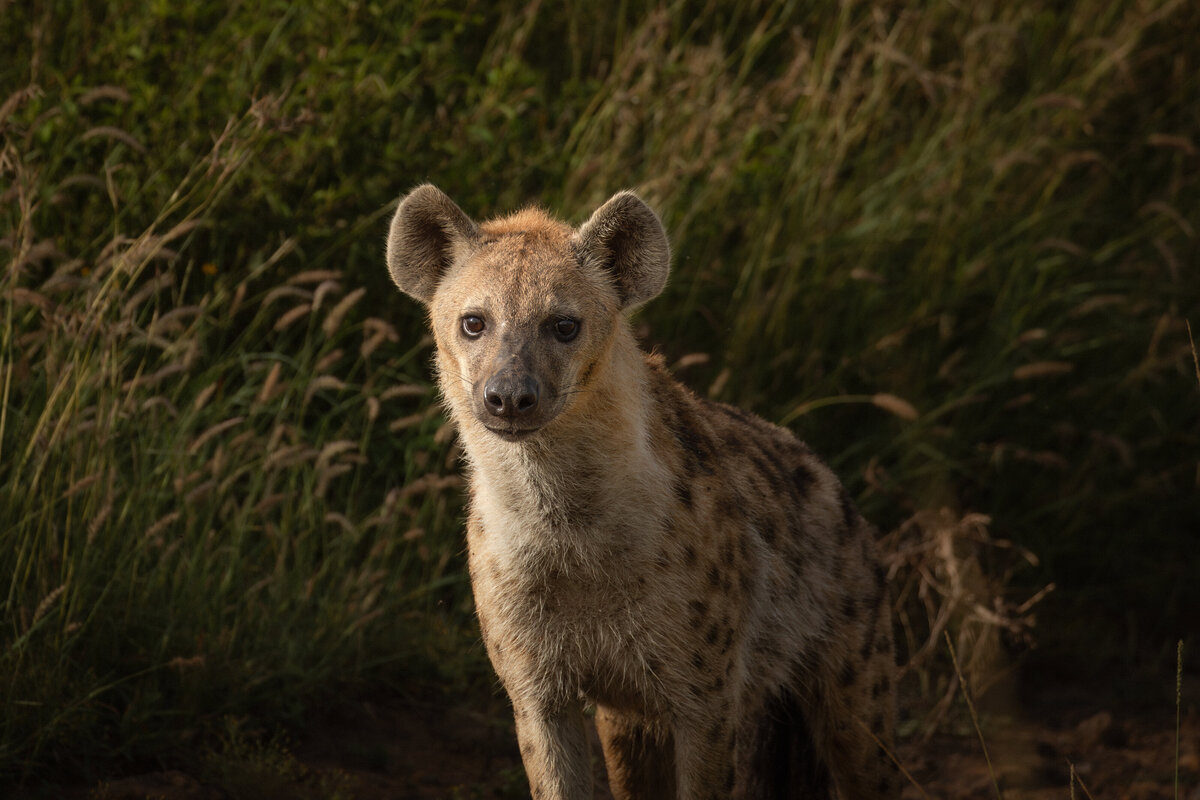 hyena kate