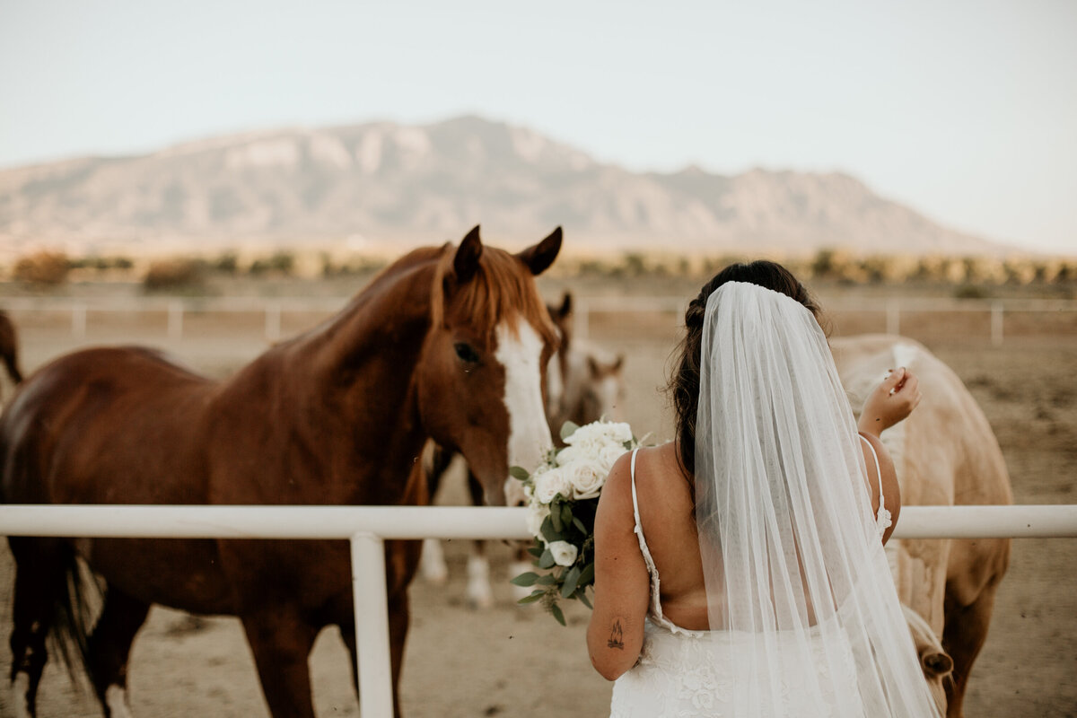 bride petting a horse in the Albuquerque desert