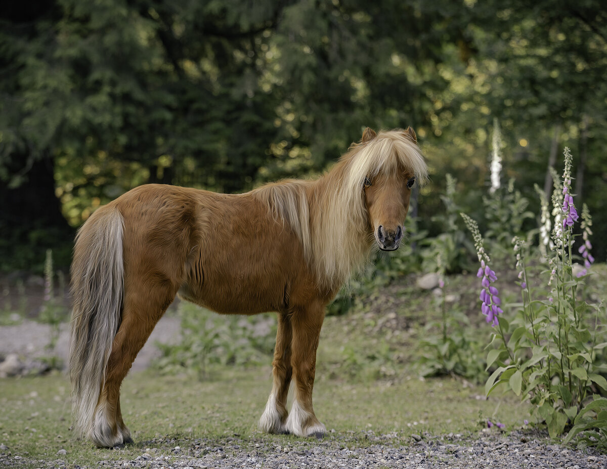 seattle-equine-photographer