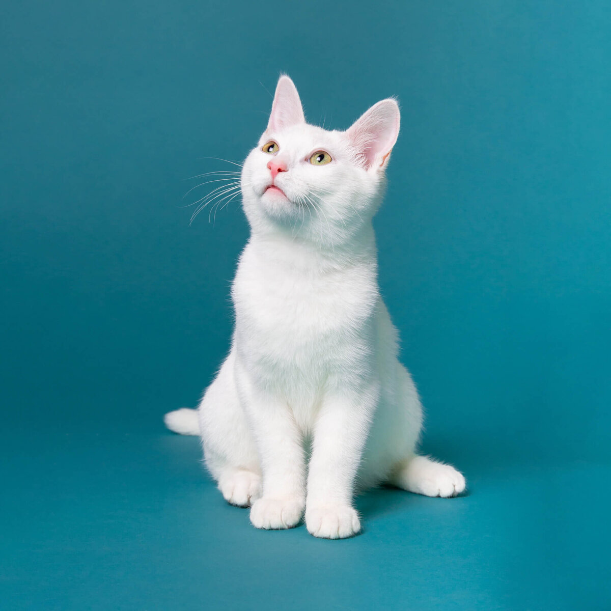 All white kitten on blue backdrop