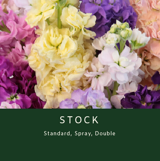 Stock