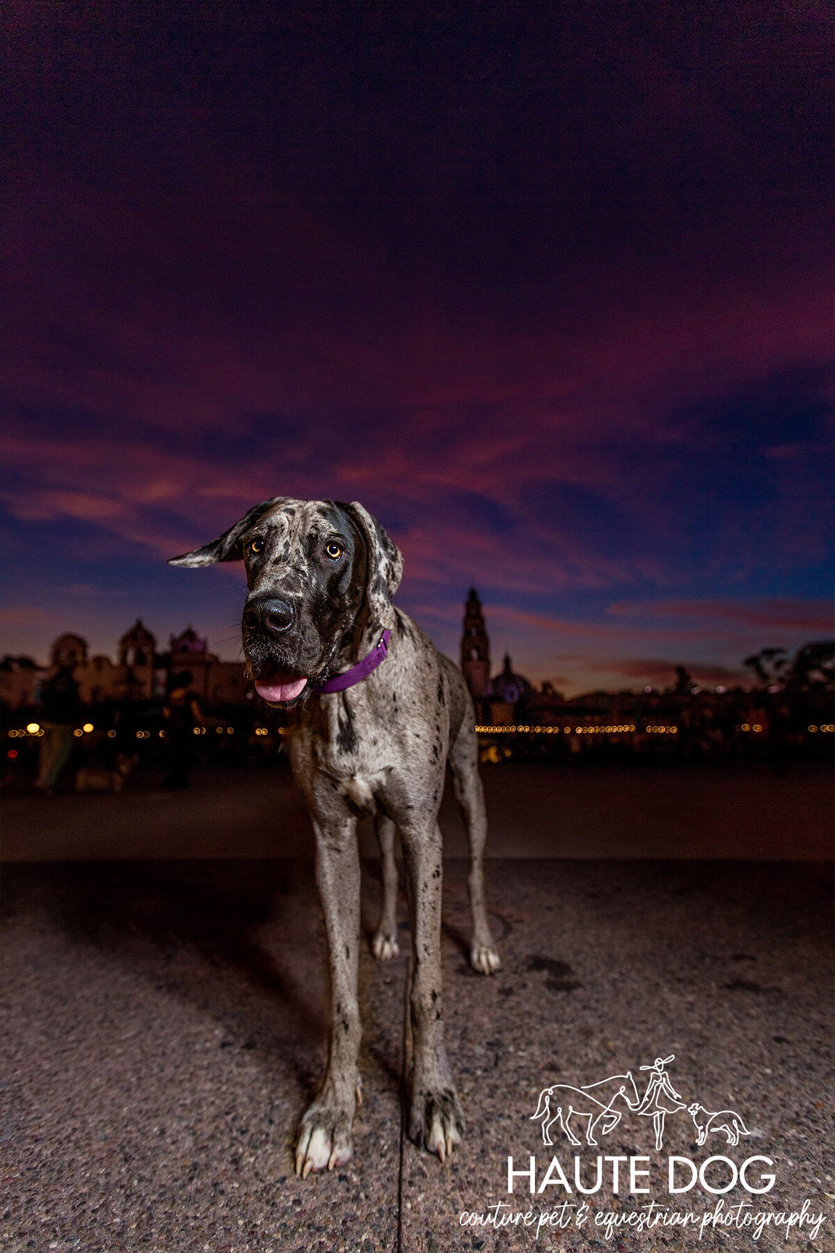 Merle Great Dane dog standing under a purple and pink sunset sky at Balboa Park.