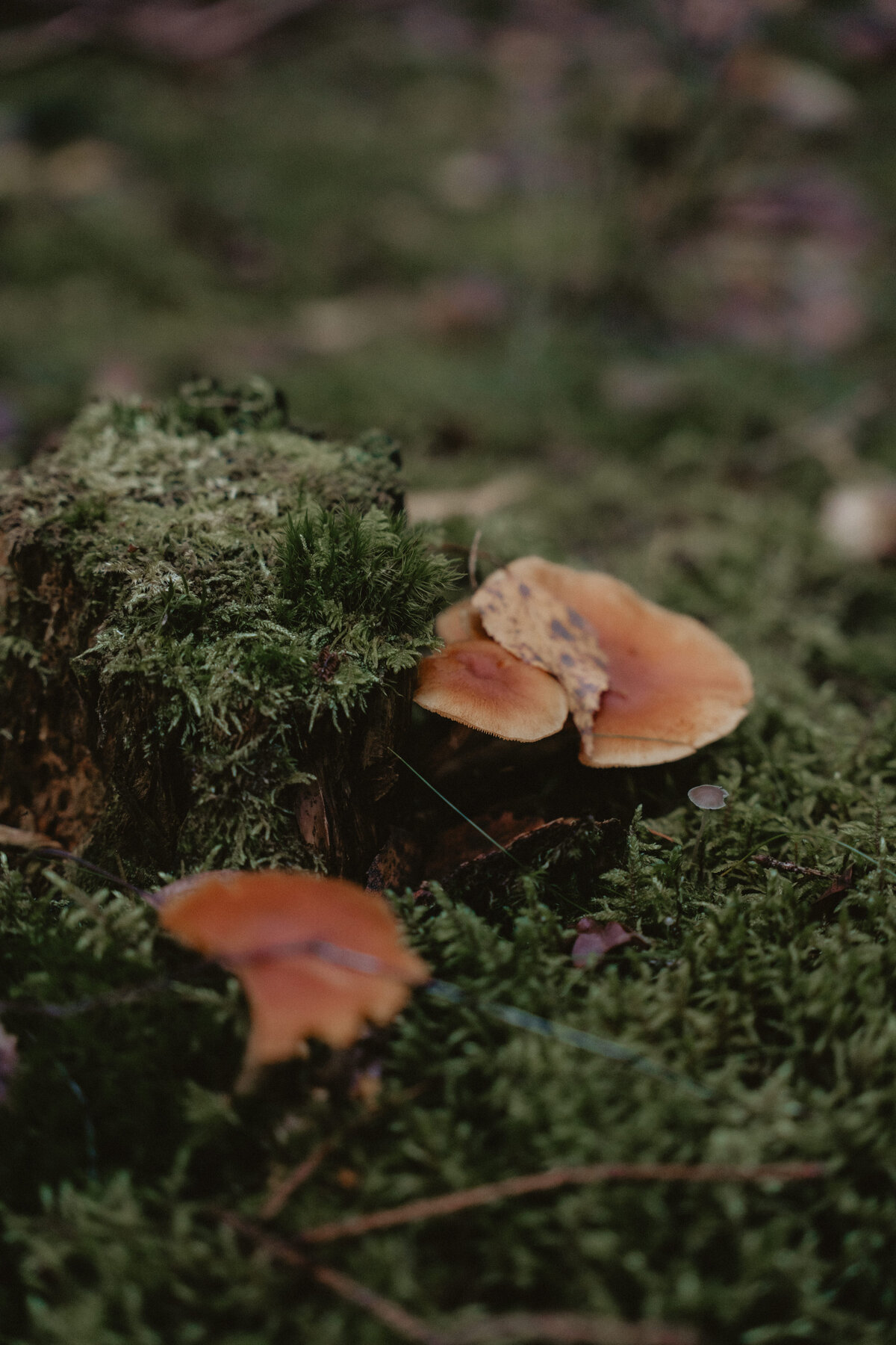 ElinJoakim-12okt2024-454