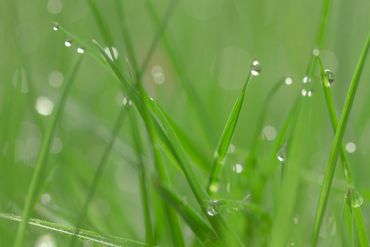 grasses_soft_9915