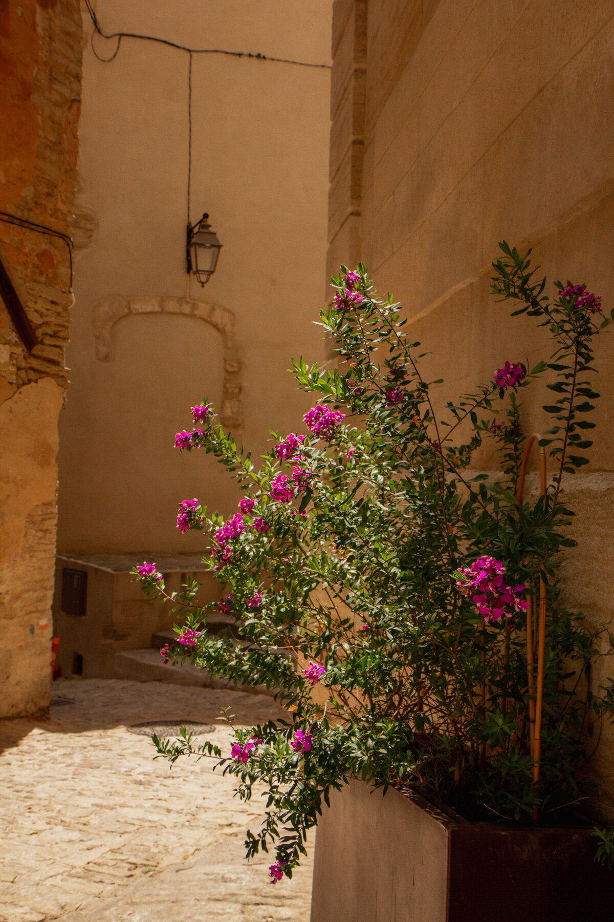 Provence-5