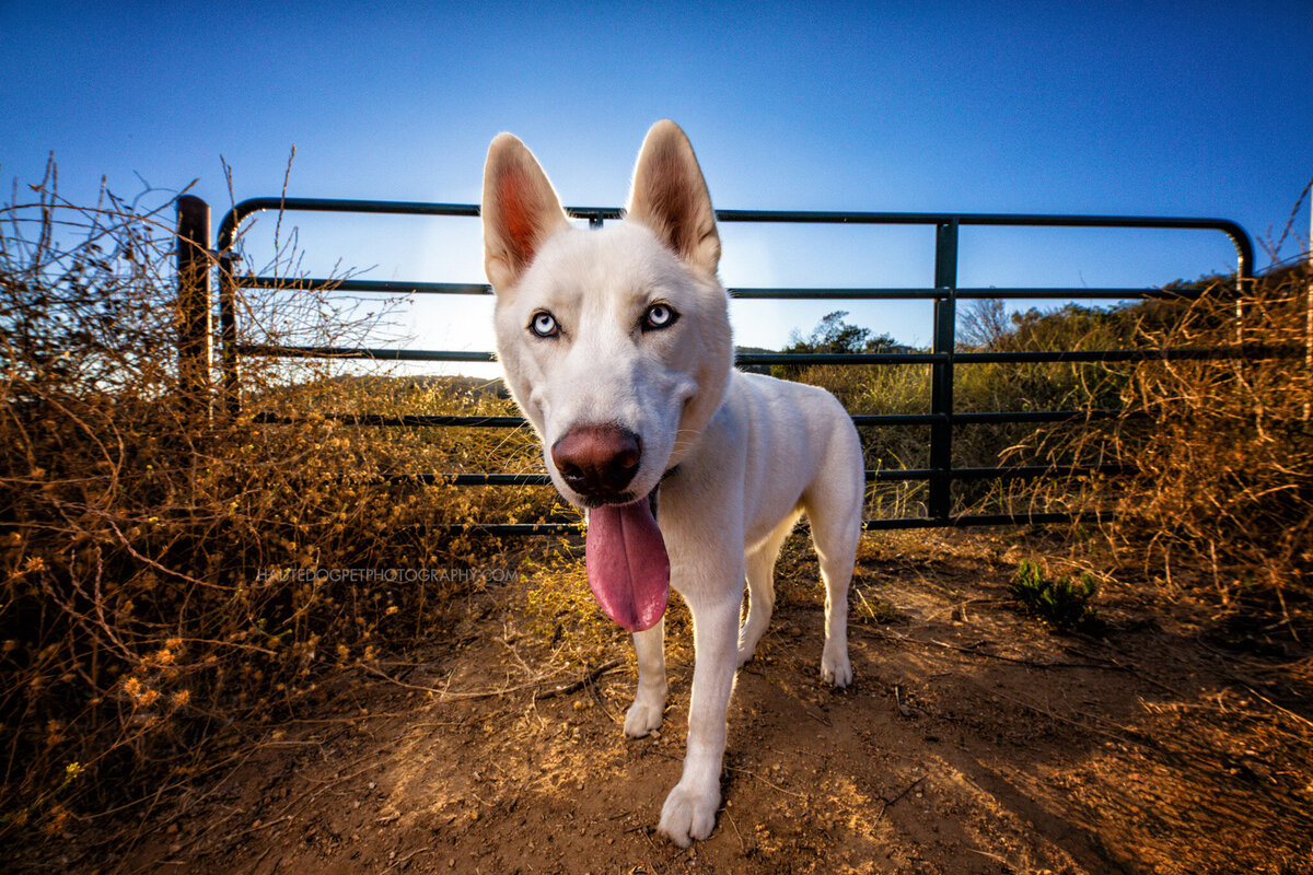 destination-pet-photography-escondido