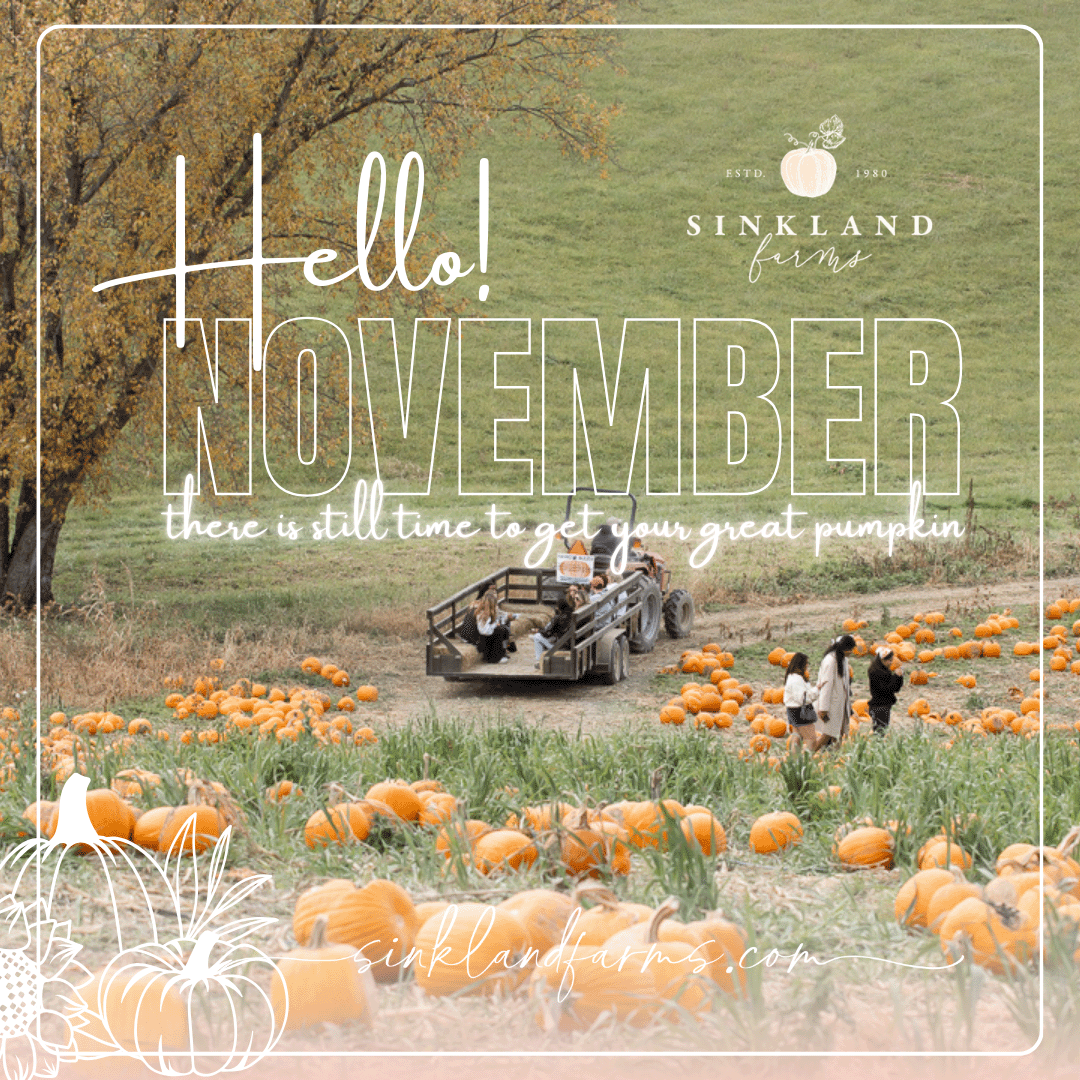2024Sinkland-Farms_Pumpkin-Festival_Creative-Designs-by-Renee_Hello-November
