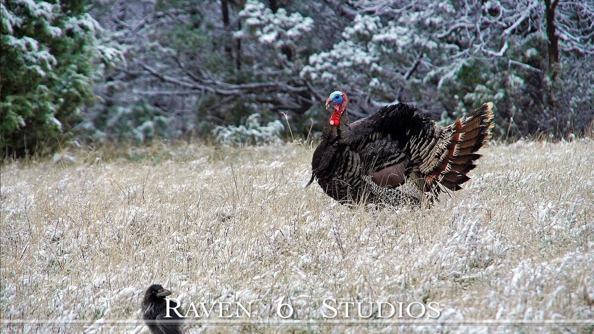 Jason Miller and Raven 6 Studios filming Wild turkeys in Wyoming