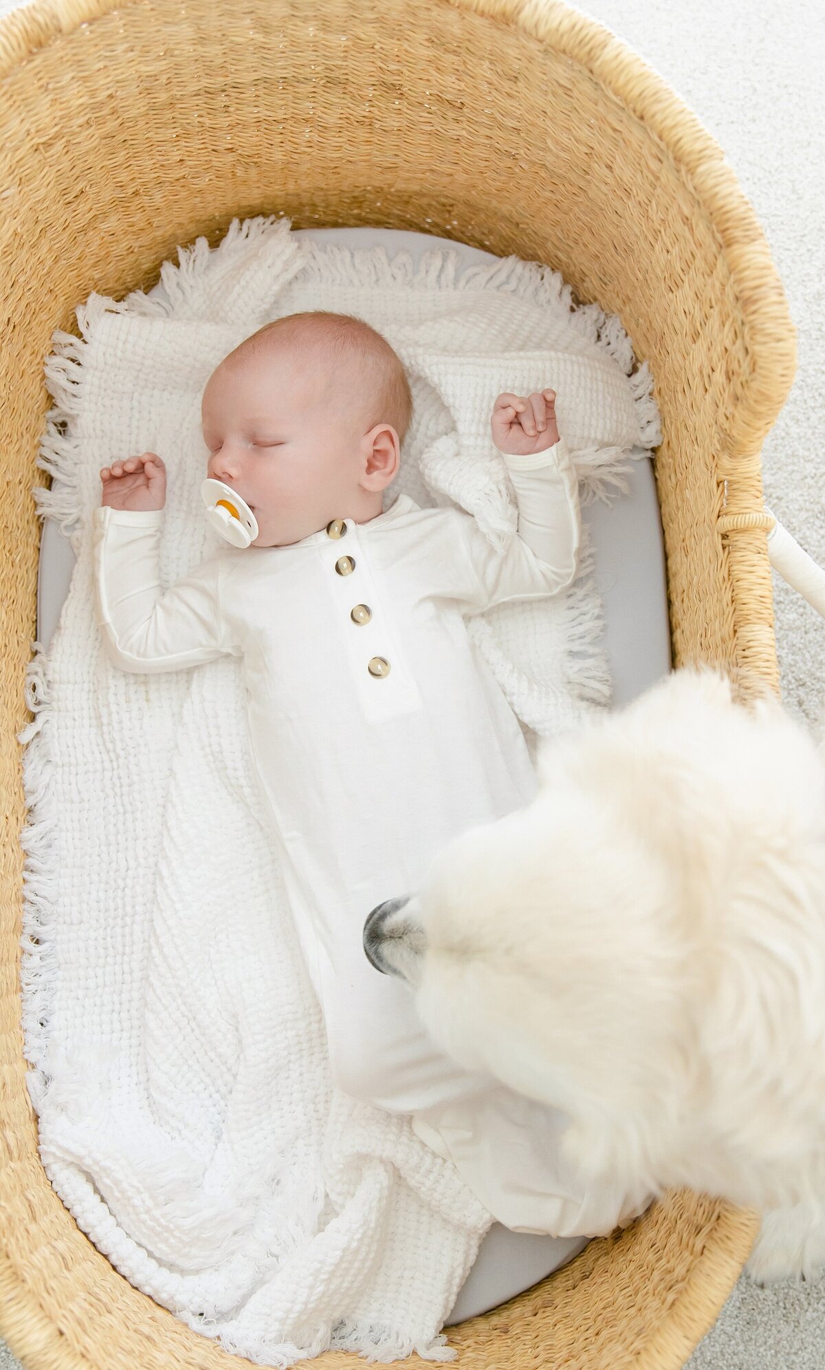 newborn baby laying in basket with dog watching over