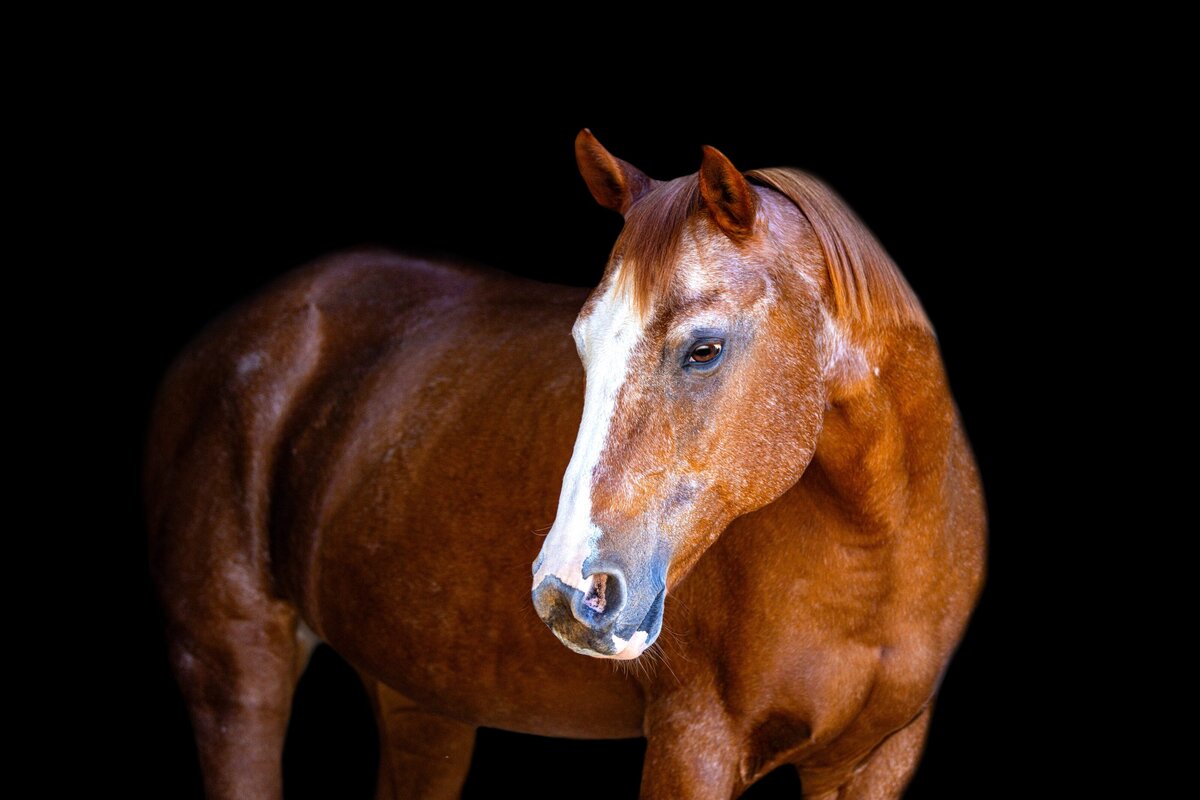 A chestnut horse looking off to the right during a black background photoshoot in Willow Spring, North Carolina.