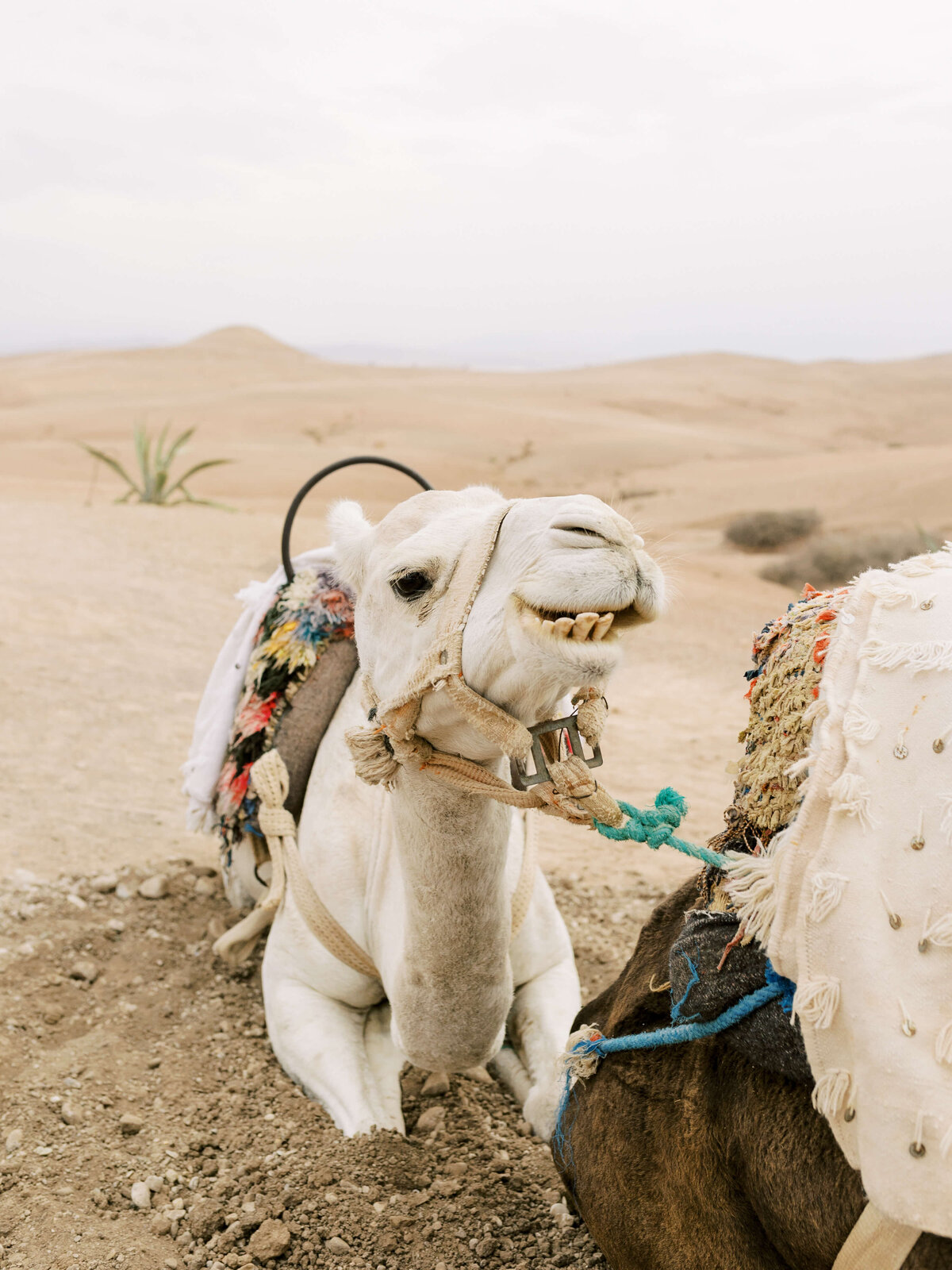 ©Diane Sotero Photography_Destination Wedding_Scarabeo Camp Wedding__ Agafay Desert_Marrakech_Morocco_238