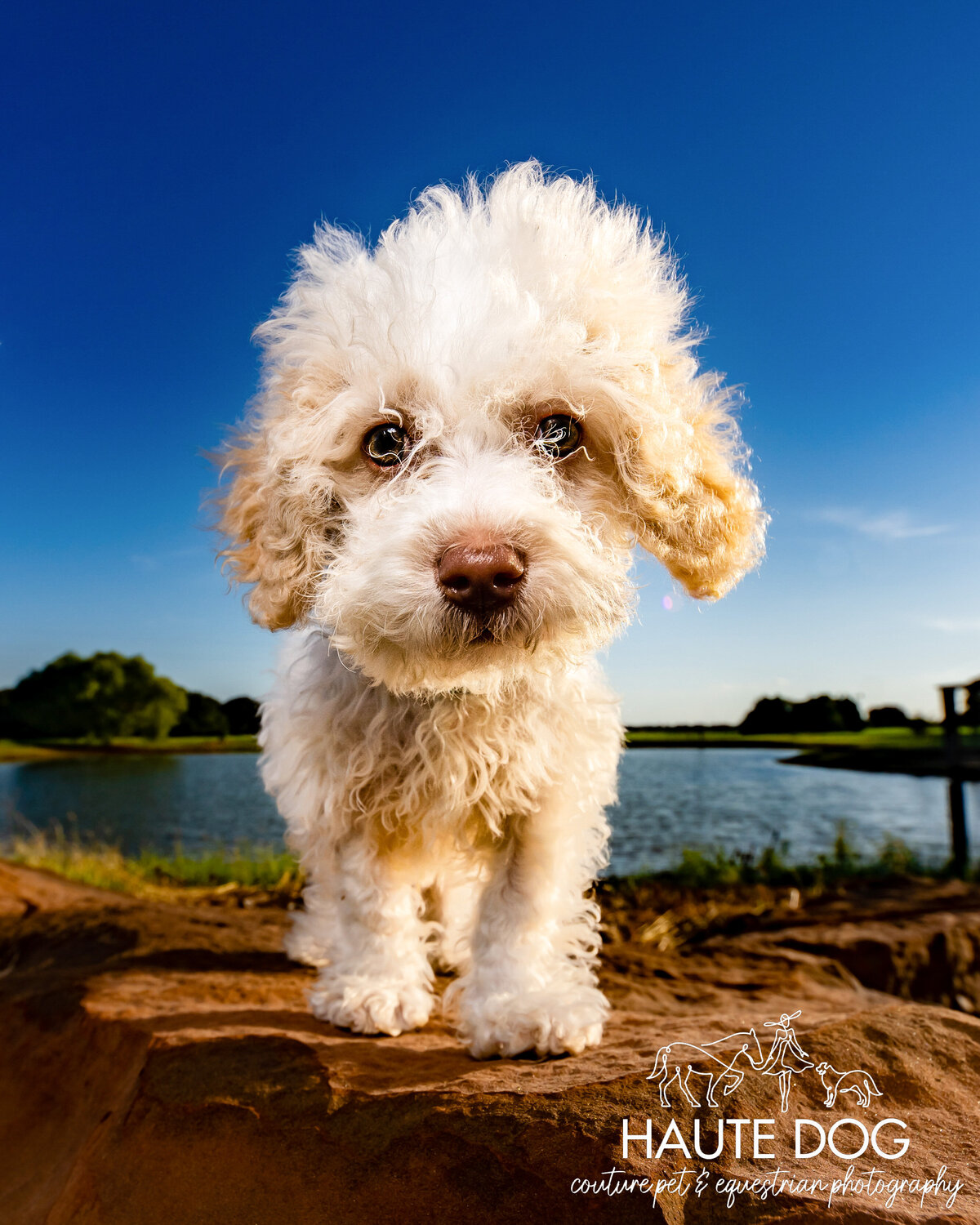 White doodle puppy with fluffy fur poses on a rock beside a pond.