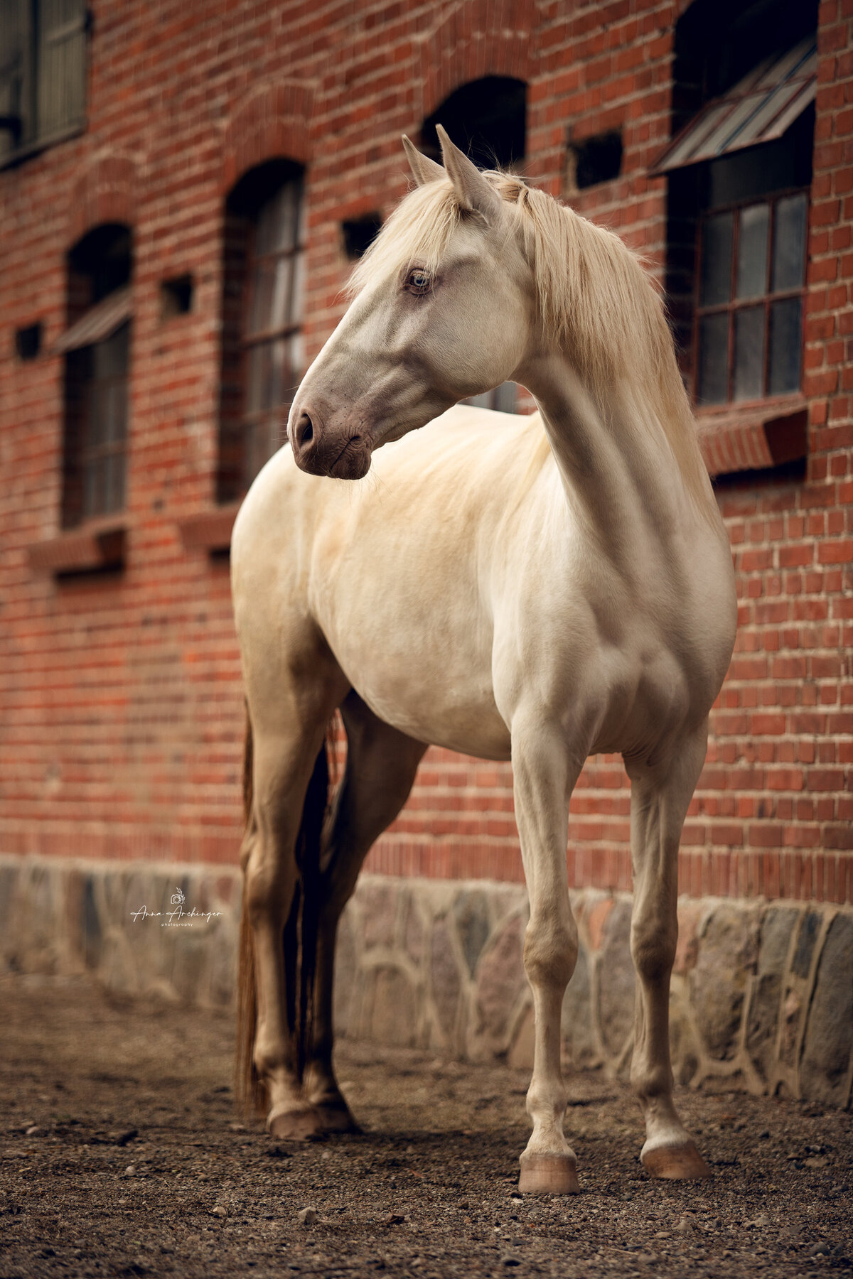 PRE Horse Photography