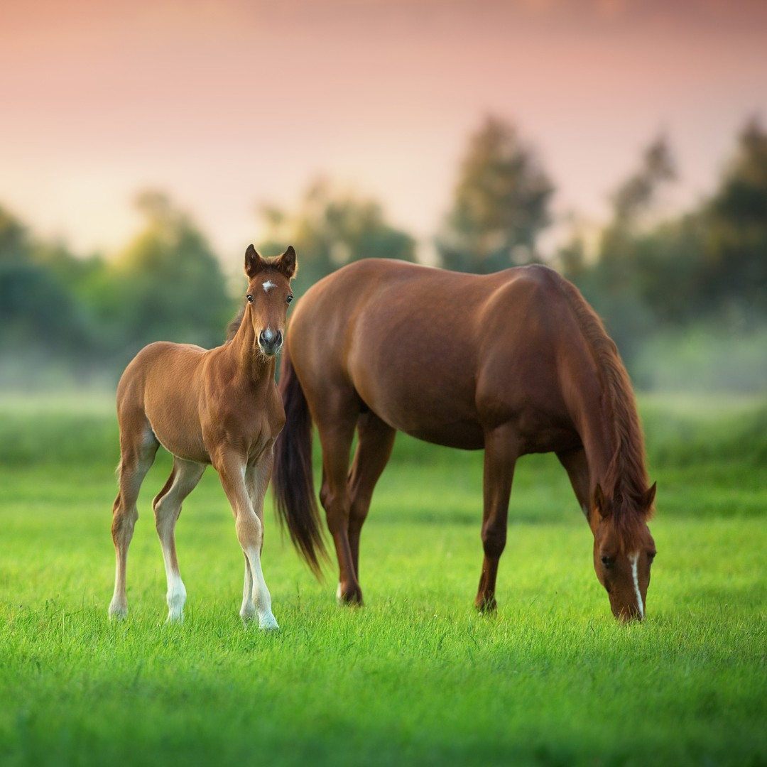 mare and foal