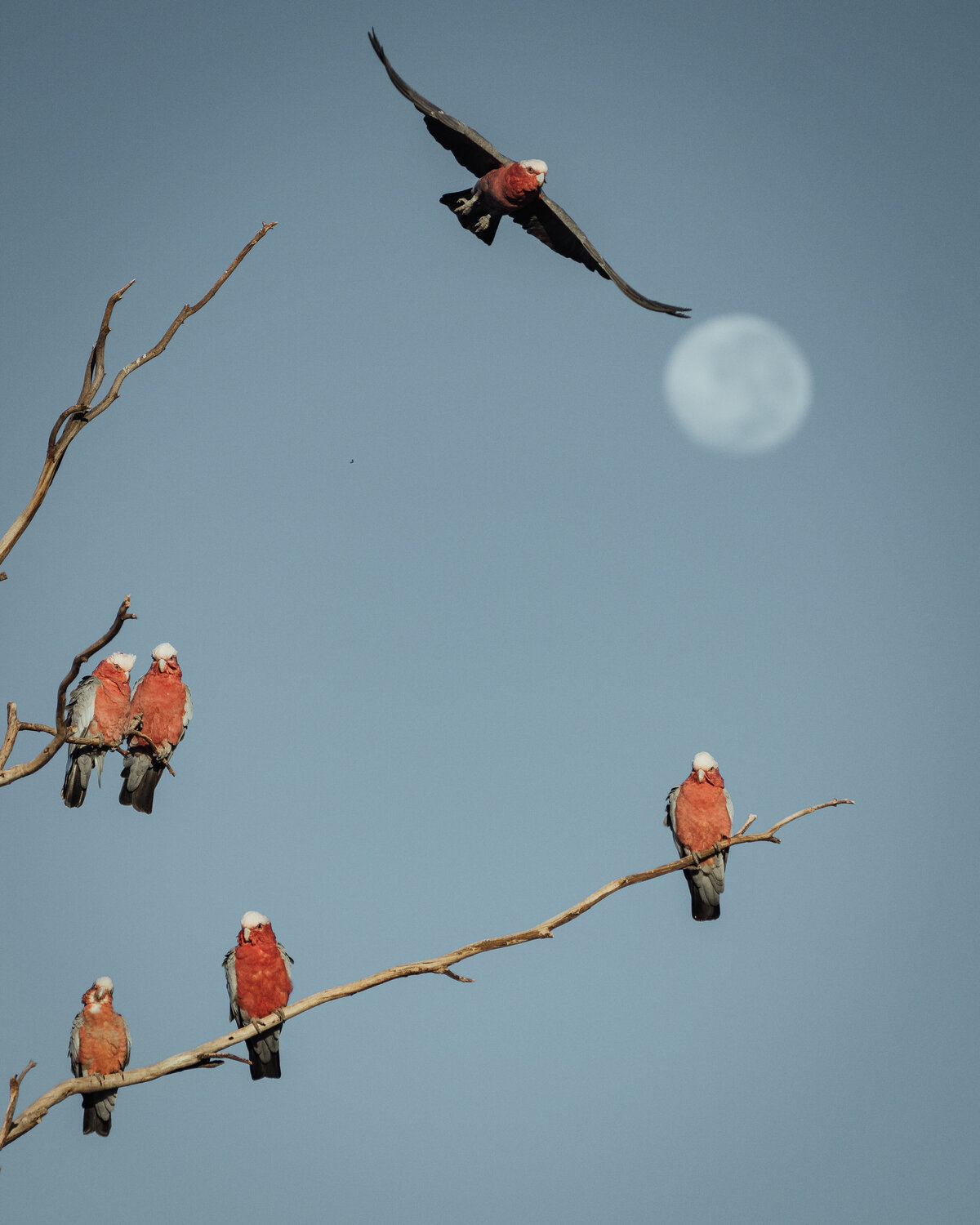 151_birds_helloemilie