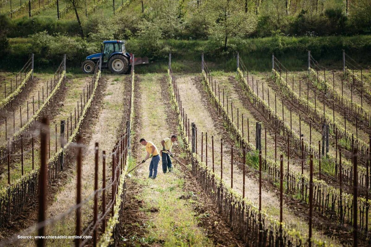 vineyard