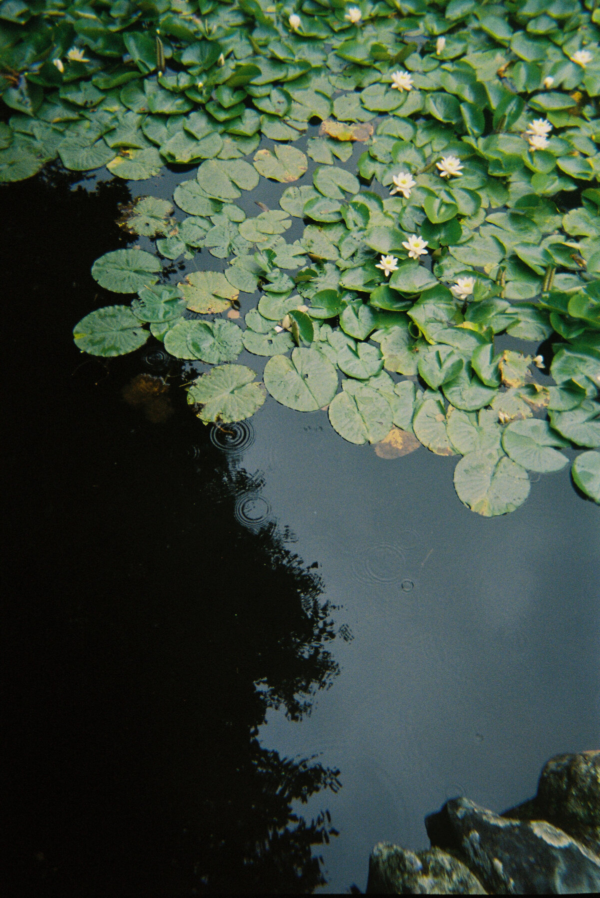 EmilyAdams003727--000025