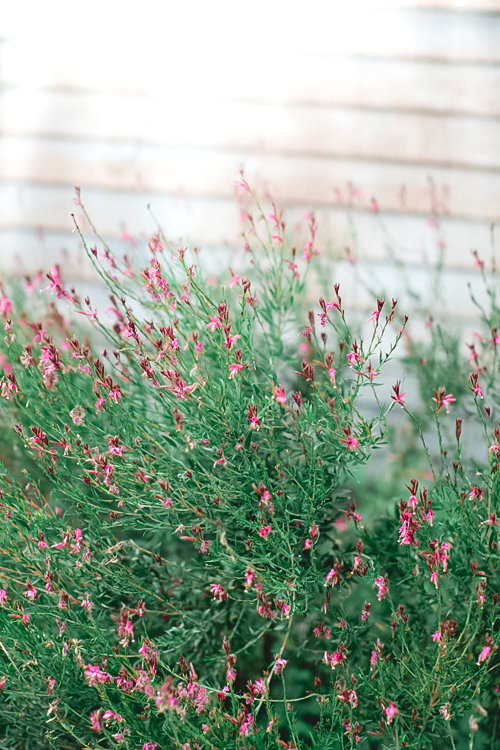 Horn Photography & Design Bri- 0030_