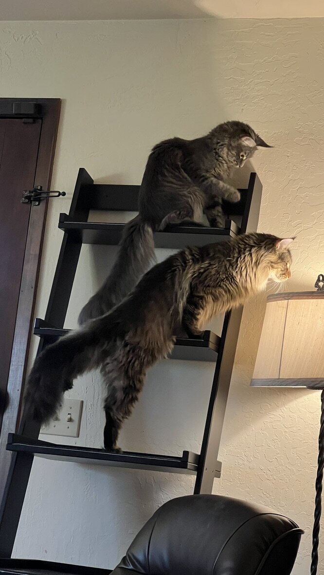 988A1D08-AF78-4521-837D-BB1360C91E1F_1_105_c