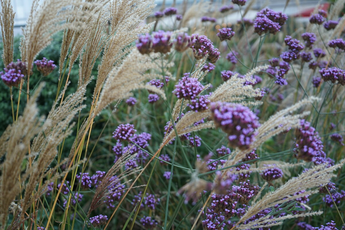 kombinovani trvalek s travami