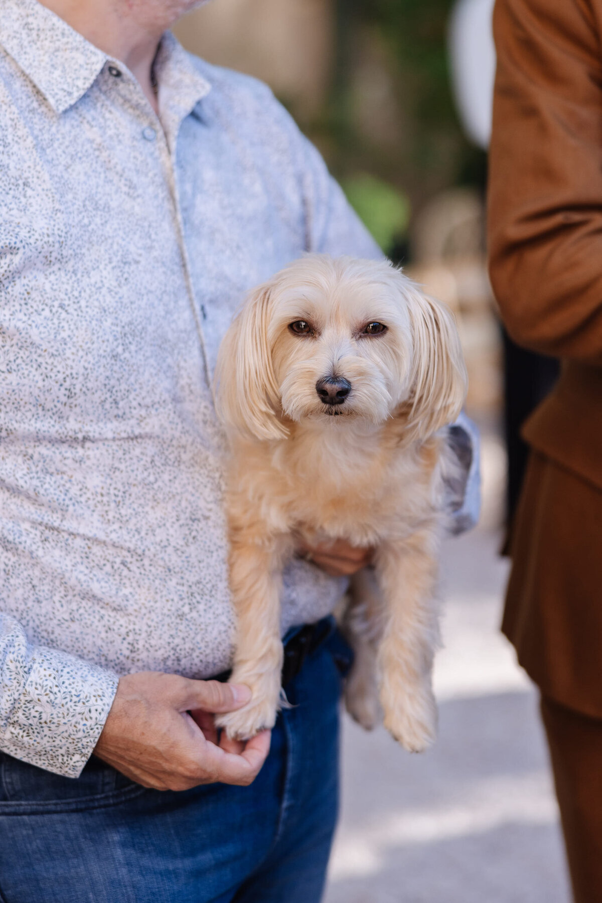 Dogs-at-weddings