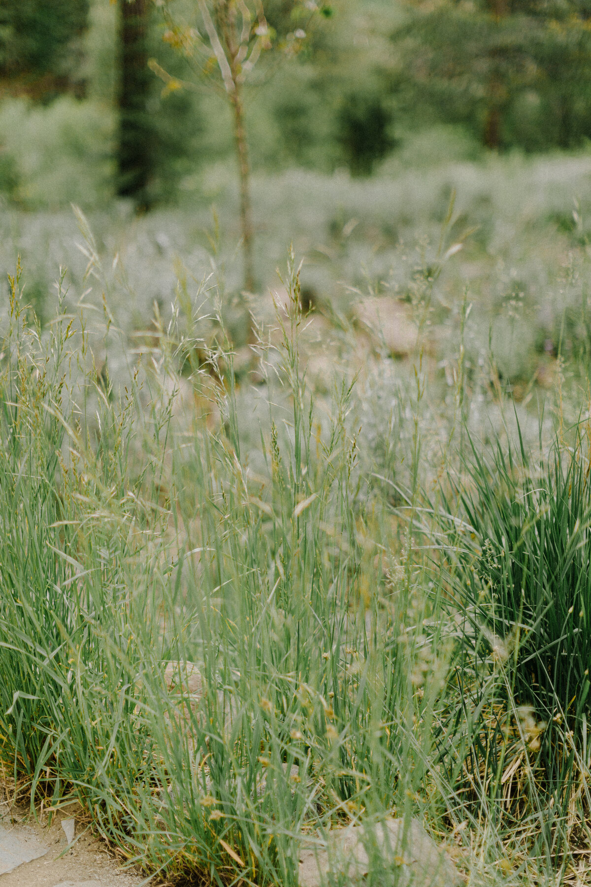 Lake-Tahoe-Wedding-Planner-Dancing-Pines-63