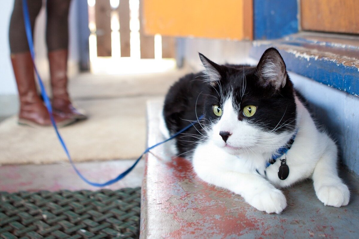 cat sits on his porch on a leash