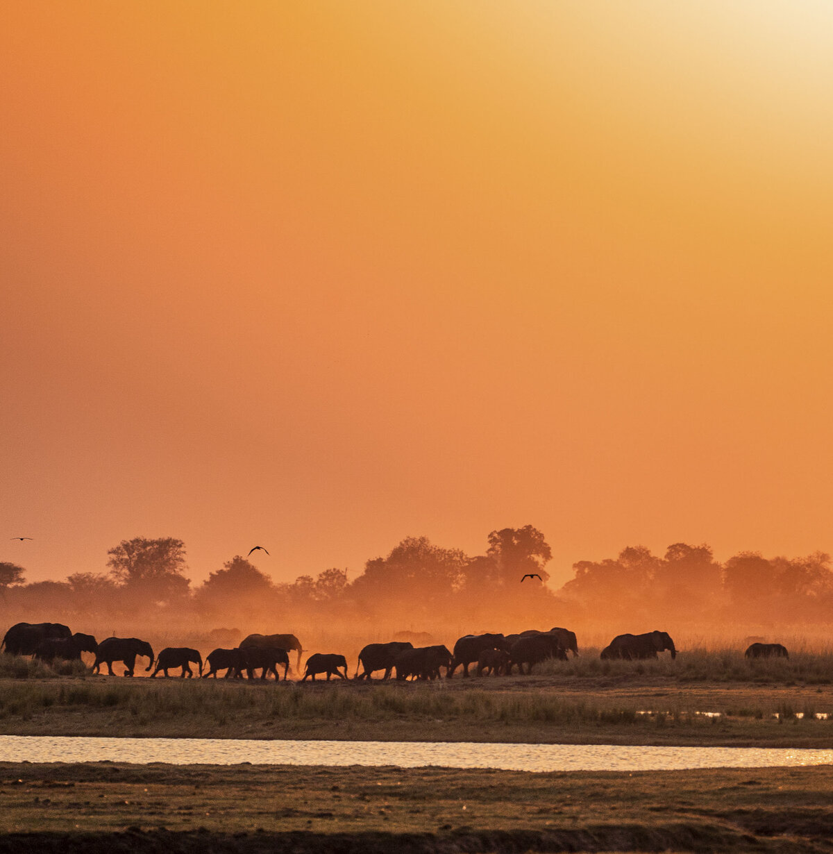 Chobe River Sunset Safari Chobe Game Lodge Botswana Elephants_By Stephanie Vermillion