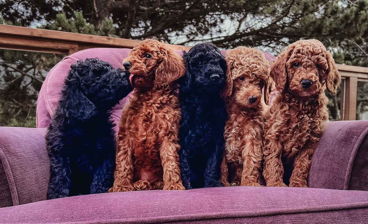 Salish Sea Miniature Poodles--36