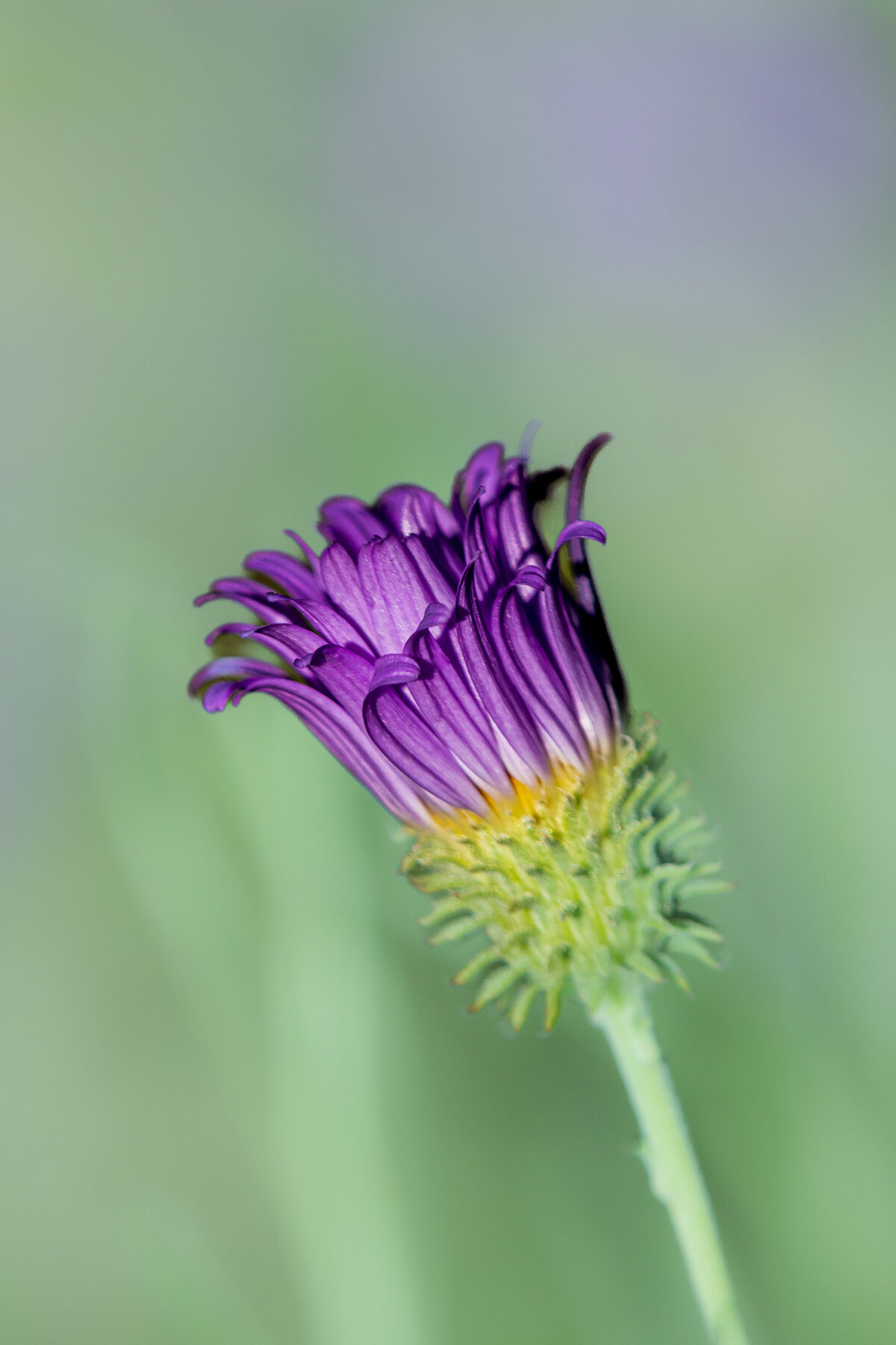 tanseyleaf_2188