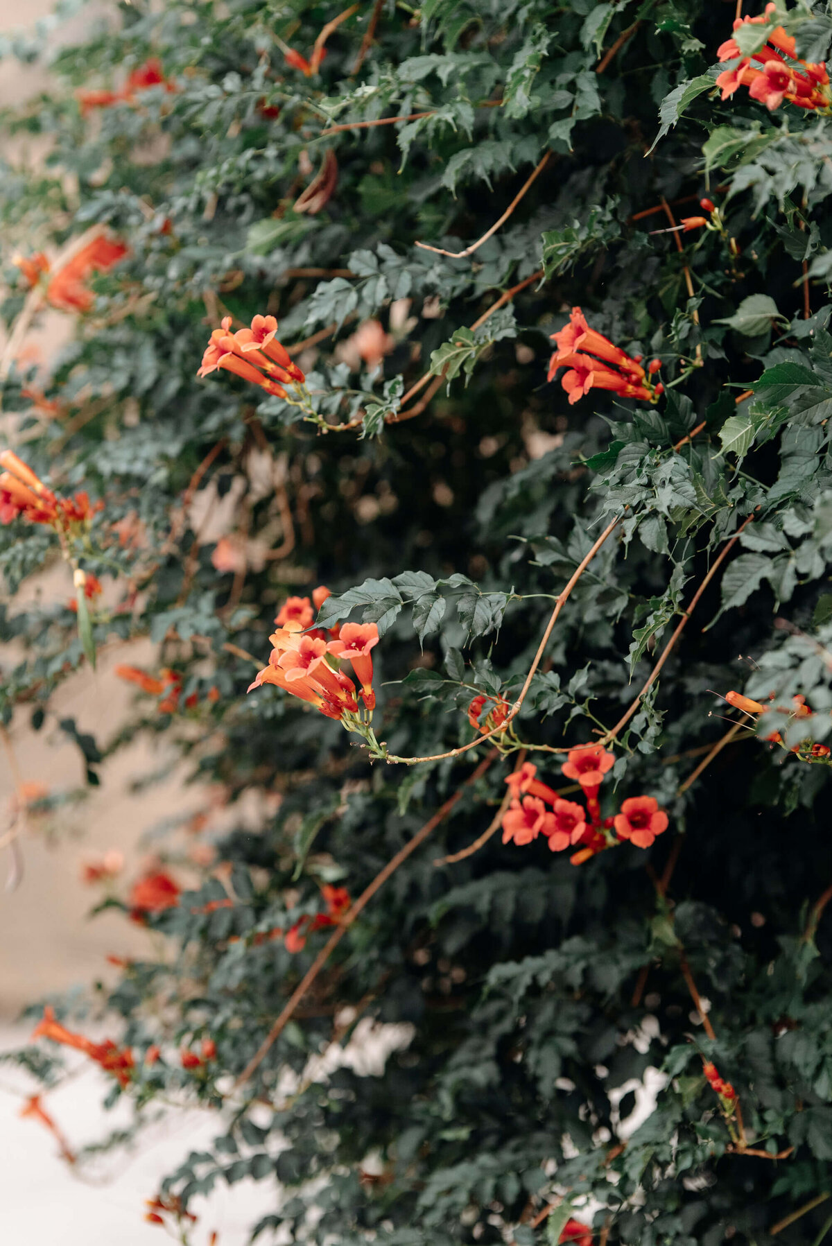 Kelowna-wedding-photographer (2)